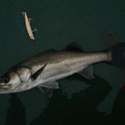 バチ抜け祭りで痛恨の2連続ラインブレイク…