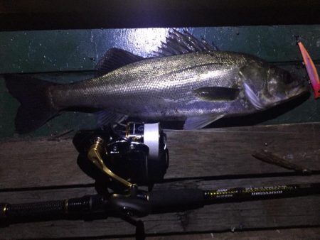 バチ抜け祭り、本日は3本！