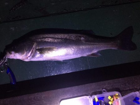 後期バチパターンでシーバス6本！