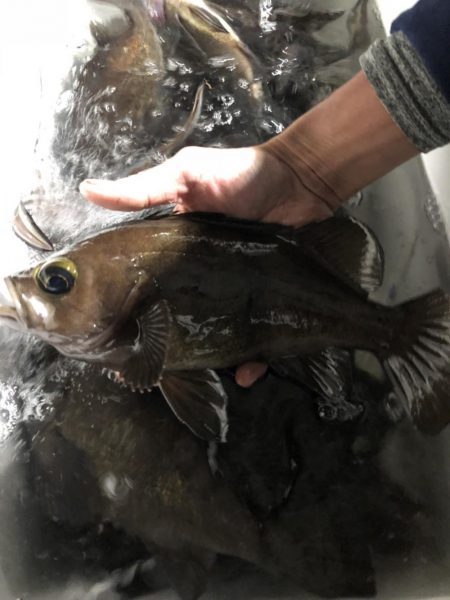 久しぶりの投稿