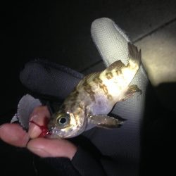 小メバルばかり…