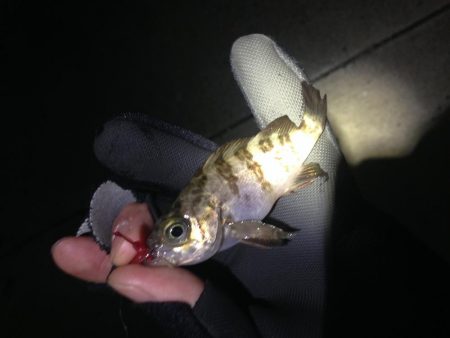 小メバルばかり…