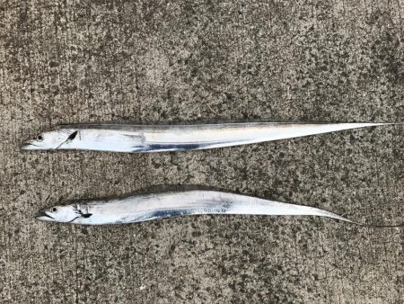 タチウオ狙いボウズなし