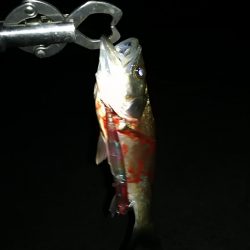 チーバス軍団。