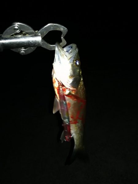 チーバス軍団。