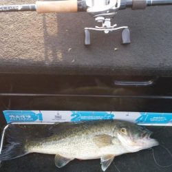 GW中盤シャロー