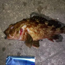 メバリング不発ガシラグッドサイズ！