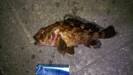 メバリング不発ガシラグッドサイズ！