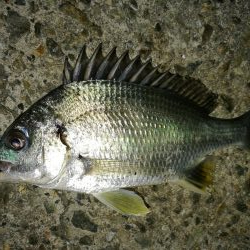 連日フェリーターミナルのヘチ釣り（本日も小さいながらキビレゲット！）