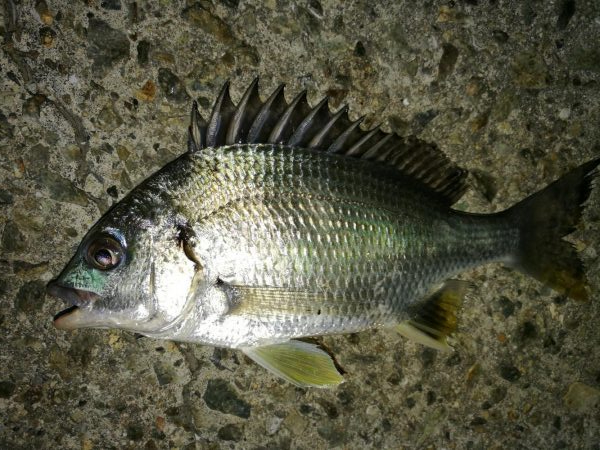 連日フェリーターミナルのヘチ釣り（本日も小…