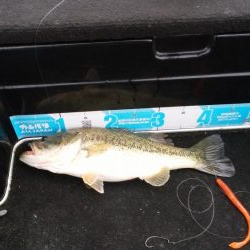 GW終盤まだシヤロー好調