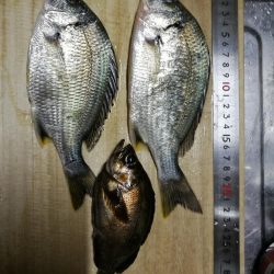 フェリーターミナルでのヘチ釣り釣果（夜は強風渋いながらも小キビレチヌ、明けてアブシン釣果有り）