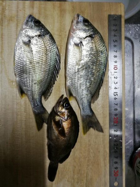 フェリーターミナルでのヘチ釣り釣果（夜は強風渋いながらも小キビレチヌ、明けてアブシン釣果有り）