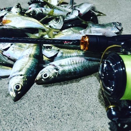 アオリは、まだいませんでした。