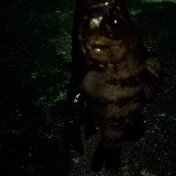 アジング成立せず