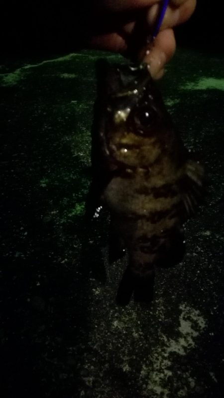 アジング成立せず