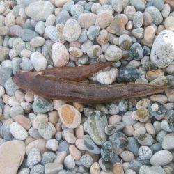 大きなエソと小さなマゴチが釣れましたー