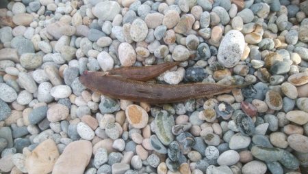 大きなエソと小さなマゴチが釣れましたー