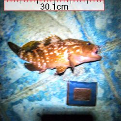 渋いなか嬉しいヒット