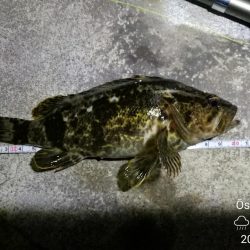 雨天後のフェリーターミナルのヘチ釣り（小キビレ爆釣）