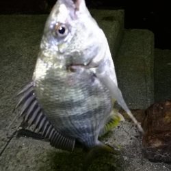 フェリーターミナルのヘチ釣り(自分キビレまだまだ行けます!w)