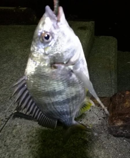 フェリーターミナルのヘチ釣り（自分キビレま…