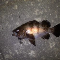 メバリング活性高い!でも…