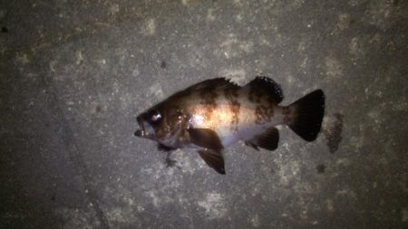 メバリング活性高い！でも…