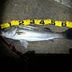 シーバスとエギング