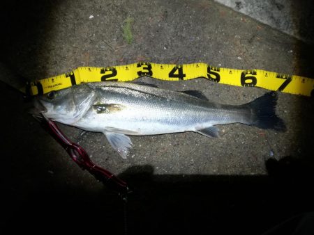 シーバスとエギング