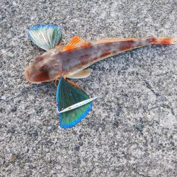 ショアジギでホウボウ!