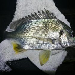 またフェリーターミナルのヘチ釣り（一応坊主じゃない(笑)）