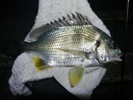 またフェリーターミナルのヘチ釣り（一応坊主…