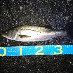 バッチリ、バチパターン