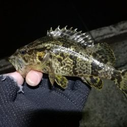 南港フェリーのキビレチヌ（毎度のヘチ釣り釣果結果報告）