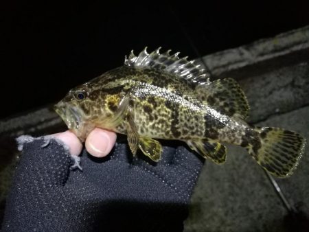 南港フェリーのキビレチヌ（毎度のヘチ釣り釣果結果報告）