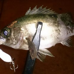 風が強い中メバリング