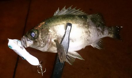 風が強い中メバリング