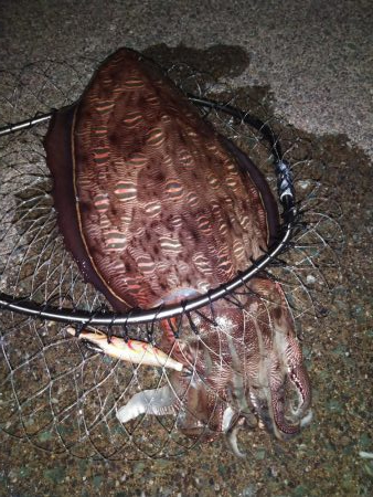 やった！モンゴウイカ、キロアップ！