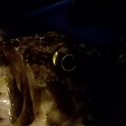 メバルはどこへ？