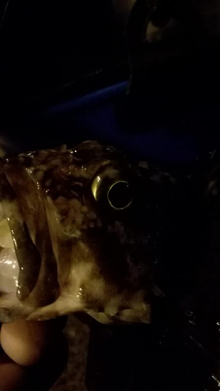 メバルはどこへ？