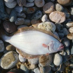 ひらめが釣れましたー