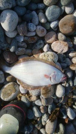 ひらめが釣れましたー