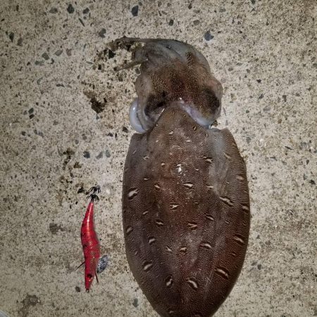 DBはさわれないけどイカは釣れる