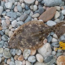 またまた、ヒラメ釣れました！