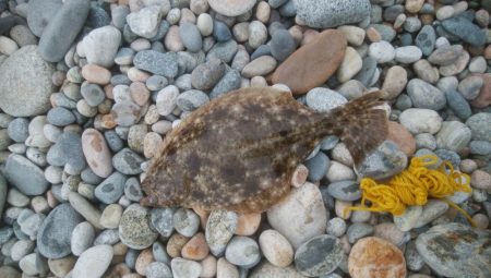 またまた、ヒラメ釣れました！