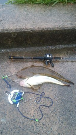 ナイトシーバス→デイマゴチ