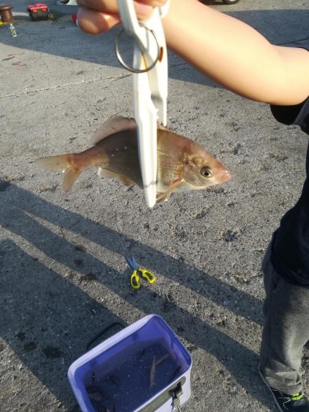 子供とサビキ釣り