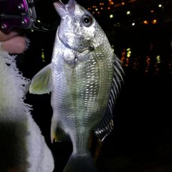 南港フェリーヘチ釣り（本日も小キビレ釣れました、３２ｃｍキビレ）