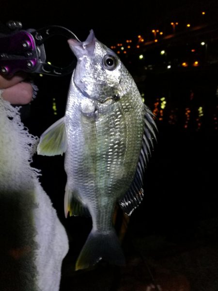 南港フェリーヘチ釣り（本日も小キビレ釣れま…